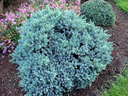Можжевельник чешуйчатый Блю Стар (Juniperus squamata Blue Star)с2