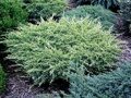 Можжевельник чешуйчатый Холгер (Juniperus squamata Holger)с2