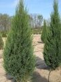 Можжевельник скальный Скайрокет (Juniperus scopulorum ‘Skyrocket’)с3 70-80см