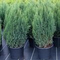 Можжевельник китайский Стрикта (Juniperus chinensis ‘Stricta’)с3 40см