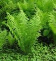 СТРАУСНИК (ПАПОРОТНИК) ОБЫКНОВЕННЫЙ (Matteuccia struthiopteris) С1,5