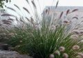 ПЕННИСЕТУМ ЛИСОХВОСТНЫЙ ВИРИДЕСЦЕНС (Pennisetum Viridescens) С1,5