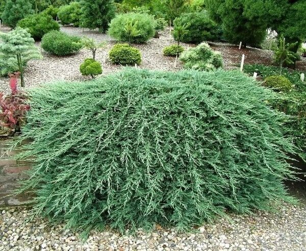 МОЖЖЕВЕЛЬНИК ГОРИЗОНТАЛЬНЫЙ ВИЛТОНИ  (Juniperus horyzontalis Wiltonii),С2 (1)