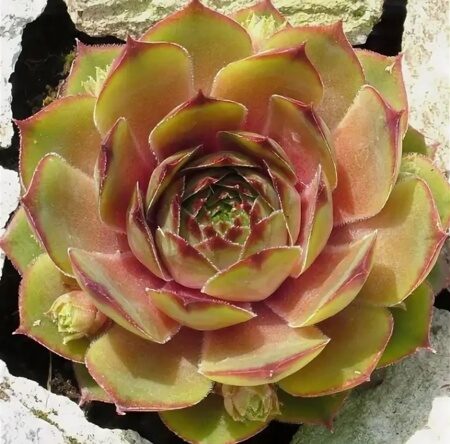 МОЛОДИЛО ПАТТОН (Sempervivum Patton) С1