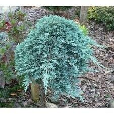 МОЖЖЕВЕЛЬНИК АЙС БЛЮ  (Juniperus horizontalis "Icee Blue " ), С5