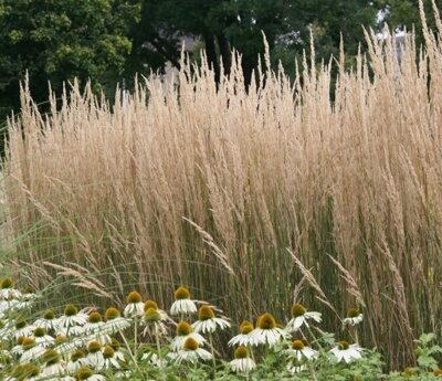 ВЕЙНИК ОСТРОЦВЕТКОВЫЙ (Calamagrostis acutiflora). с2