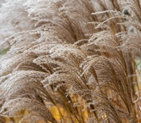 МИСКАНТУС КИТАЙСКИЙ СИНДИ (Miscanthus sinensis Cindy) С1,5