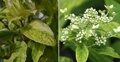 ГОРТЕНЗИЯ МЕТЕЛЬЧАТАЯ ШИКОКУ ФЛЭШ (Hydrangea paniculata Shikoku Flash) С2