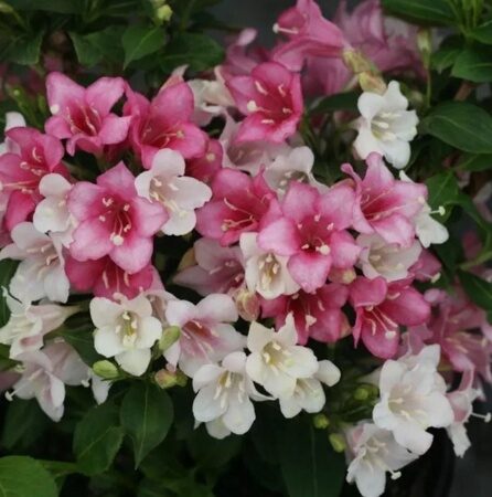 ВЕЙГЕЛА МАРДЖОРИ (АЛЬБА) (Weigela Marjorie) С2