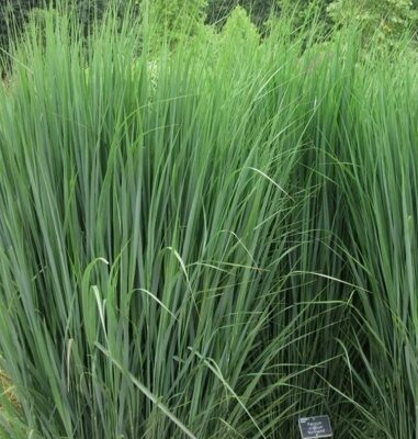 ПРОСО ПРУТЬЕВИДНОЕ НОРСВИНД (Panicum virgatum Northwind) С1,5