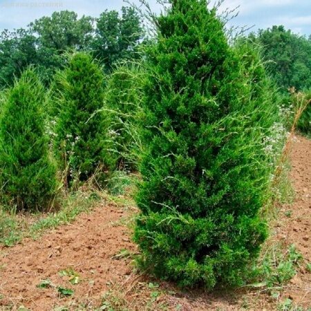 МОЖЖЕВЕЛЬНИК ВИРГИНСКИЙ  "КАНАЕРТИ" (Juniperus virginiana "Canaertii"),С2