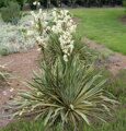 ЮККА НИТЧАТАЯ БРАЙД ЭДЖ (Yucca glauca "Bright Edge") С2