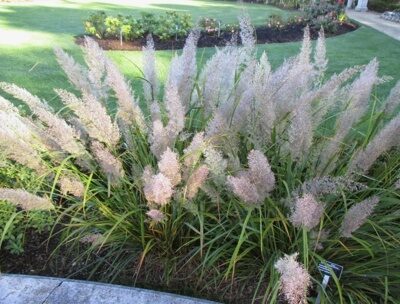 ВЕЙНИК КОРОТКОВОЛОСИСТЫЙ  (Calamagrostis brachytricha),С2