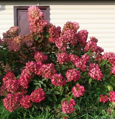 ГОРТЕНЗИЯ МЕТЕЛЬЧАТАЯ ДАЙМОНД РУЖ (Hydrangea paniculata `Diamant Rouge`)