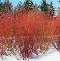 ДЕРЕН БЕЛЫЙ  ЭЛЕГАНТИССИМА (Cornus alba "Elegantissima"),С15