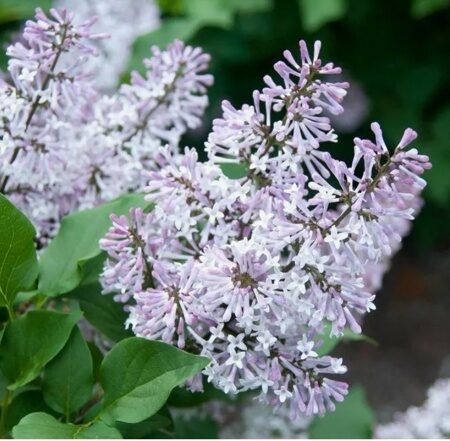 СИРЕНЬ РАСКИДИСТАЯ МИСС КИМ (Syringa patula Miss Kim) С2