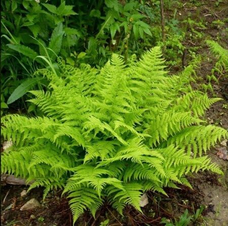 КОЧЕДЫЖНИК ЖЕНСКИЙ (Athyrium filix-femina) С1,5