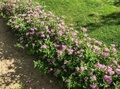 СПИРЕЯ ЯПОНСКАЯ ЛИТЛ ПРИНЦЕСС (Spiraea japonica Little Princess), С2