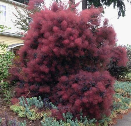 СКУМПИЯ РОЯЛ ПЕРПЛ (Cotinus coggygria Royal Purple), С2