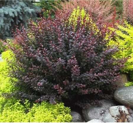 БАРБАРИС ТУНБЕРГА ДАРТС РЕД ЛЕДИ (Berberis thunbergii Dart`s Red Lady) С2