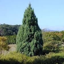 МОЖЖЕВЕЛЬНИК СРЕДНИЙ СТРИКТА (Juniperus chinensis ‘Stricta’)С5