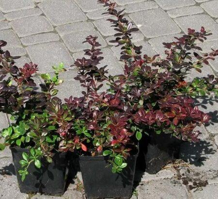 БАРБАРИС СРЕДНИЙ РЕД ДЖАВЕЛ (Berberis media Red Jewel)  С2