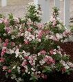 ВЕЙГЕЛА МАРДЖОРИ (АЛЬБА) (Weigela Marjorie) С2