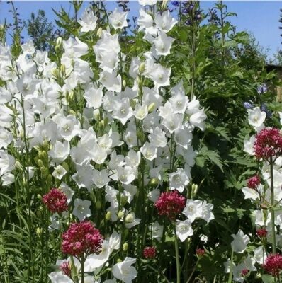 КОЛОКОЛЬЧИК ПИРАМИДАЛЬНЫЙ "АЛЬБА" (Campanula pyramidalis "Alba"),С3