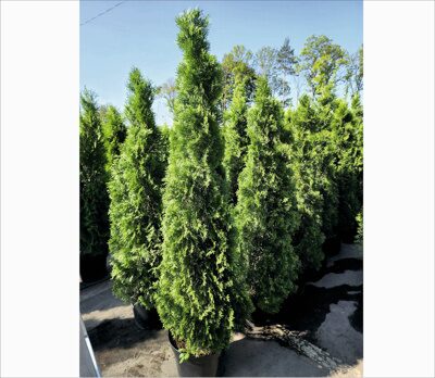 ТУЯ ЗАПАДНАЯ СМАРАГД (Thuja occidentalis Smaragd) 150-160см,С10