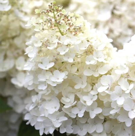 ГОРТЕНЗИЯ МЕТЕЛЬЧАТАЯ ГРАНДИФЛОРА (Hydrangea paniculata Grandiflora) С2