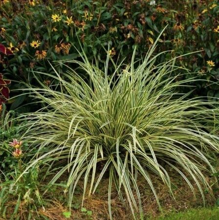 ОСОКА МОРРОУ ВАРИЕГАТА (Carex morrowii Variegata) С1,5