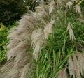 МИСКАНТУС КИТАЙСКИЙ ГРАЦИЕЛЛА (Miscanthus sinensis Graciella) С15
