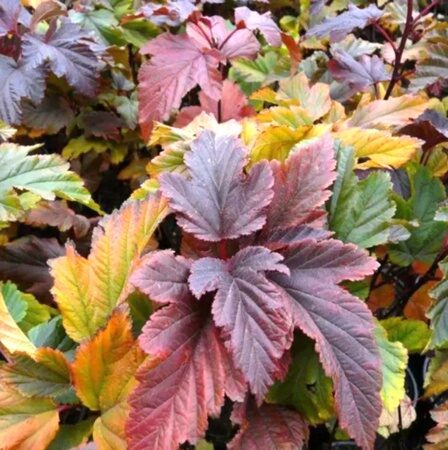 ПУЗЫРЕПЛОДНИК КАЛИНОЛИСТНЫЙ ЖДЕХОВИЦЕ (Physocarpus opulifolius 'Zdechovice') С2