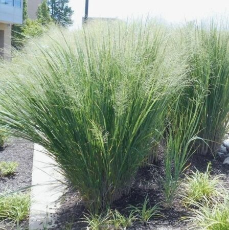 ПРОСО ПРУТЬЕВИДНОЕ ХЭВИ МЕТАЛ (Panicum virgatum Heavy Metal) С1,5