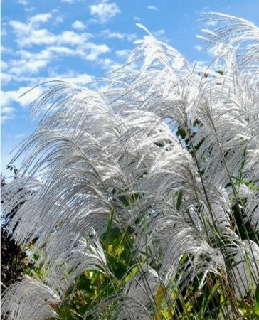 МИСКАНТУС КИТАЙСКИЙ МЕМОРИ (Miscanthus sinensis Memory) С 1,5