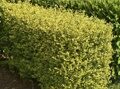 БИРЮЧИНА ОБЫКНОВЕННАЯ АУРЕУМ (Ligustrum vulgare Aureum) С2