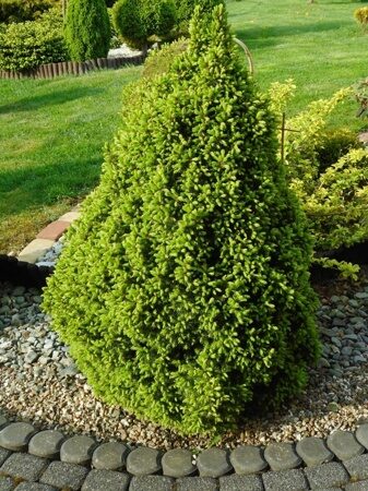 Ель канадская Коника (Picea glauca ‘Conica’) 70-90см