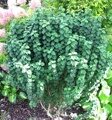 ДЕРЕН КРАСНЫЙ КОМПРЕССА (Cornus sanguinea Compressa) С2