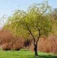 ИВА ВАВИЛОНСКАЯ ТОРТУОЗА (Salix babylonica Tortuosa), С10