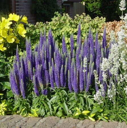 ВЕРОНИКА ДЛИННОЛИСТНАЯ ФЕСТ ГЛОРИ (Veronica longifolia First Glory) С 1,5
