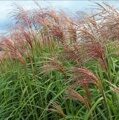 МИСКАНТУС КИТАЙСКИЙ ПОЛОНУС (Miscanthus sinensis Polonus ) С1,5