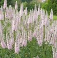 ВЕРОНИКА ДЛИННОЛИСТНАЯ ФЕСТ ЧОЙЗ  (Veronica longifolia First Choice ) С 1,5