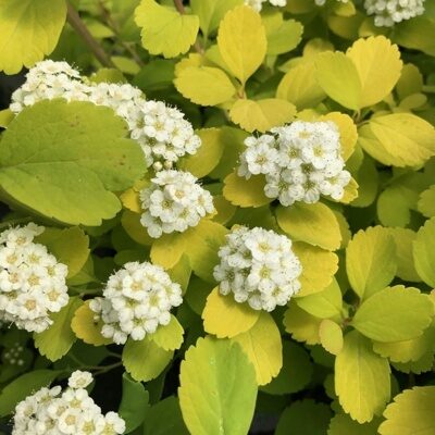 СПИРЕЯ БЕРЕЗОЛИСТНАЯ ТОР ГОЛД (Spiraea betulifolia Tor Gold), С2