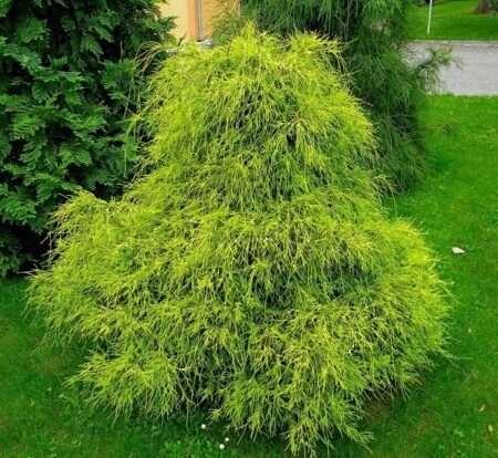 КИПАРИСОВИК ГОРОХОПЛОДНЫЙ ФИЛИФЕРА АУРЕА (Chamaecyparis pisifera Filifera Aurea) С2