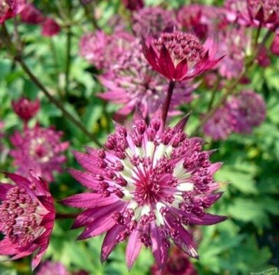 АСТРАНЦИЯ КРУПНА ПРИМАДОННА (Astrantia major Primadonna) С 1,5