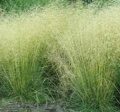 ЛУГОВИК (ЩУЧКА) ТАУТРАГЕР (Deschampsia cespitosa Tautrager) С 1,5