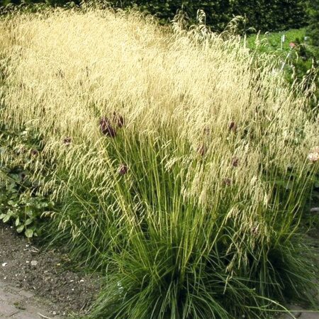 ЛУГОВИК (ЩУЧКА) ГОЛДШЛЕЕР (Deschampsia cespitosa Goldschleier) С 1,5