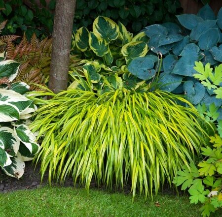 ХАКОНЕХЛОЯ АУРЕОЛА (Hakonechloa macra Aureola) С1,5