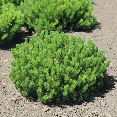 СОСНА ГОРНАЯ  (Pinus mugo),С3