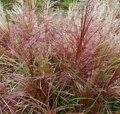 МИСКАНТУС КИТАЙСКИЙ ПОЛОНУС (Miscanthus sinensis Polonus ) С1,5